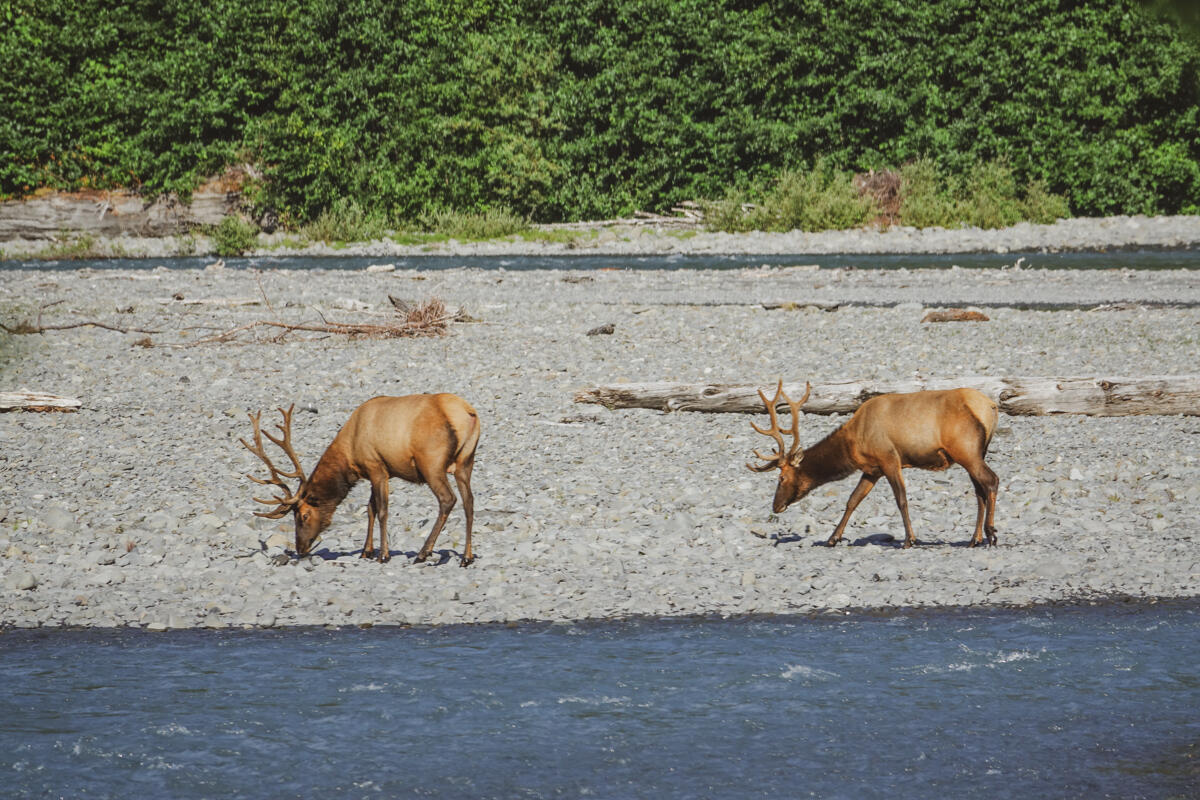 The Roosevelt Elk as viewed from our camp spot