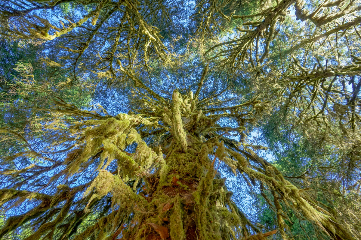 Hoh Rainforest