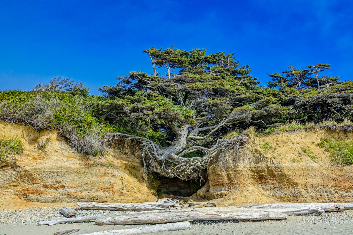 The Tree of Life at Kalaloch