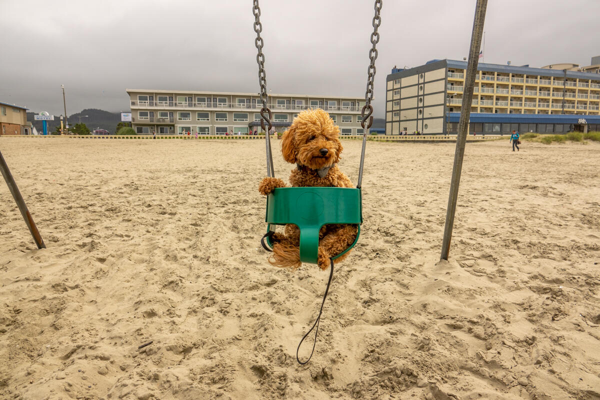 Seaside Swings