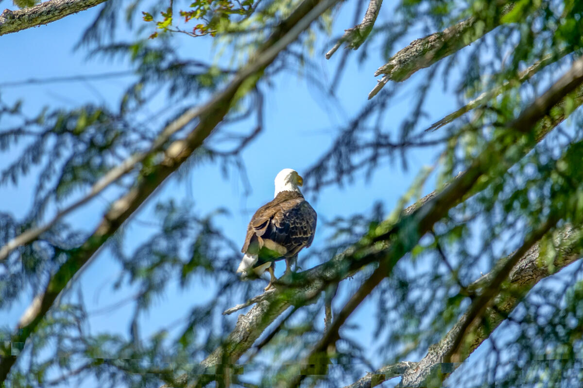 Bald Eagle at Seal Rock Campground