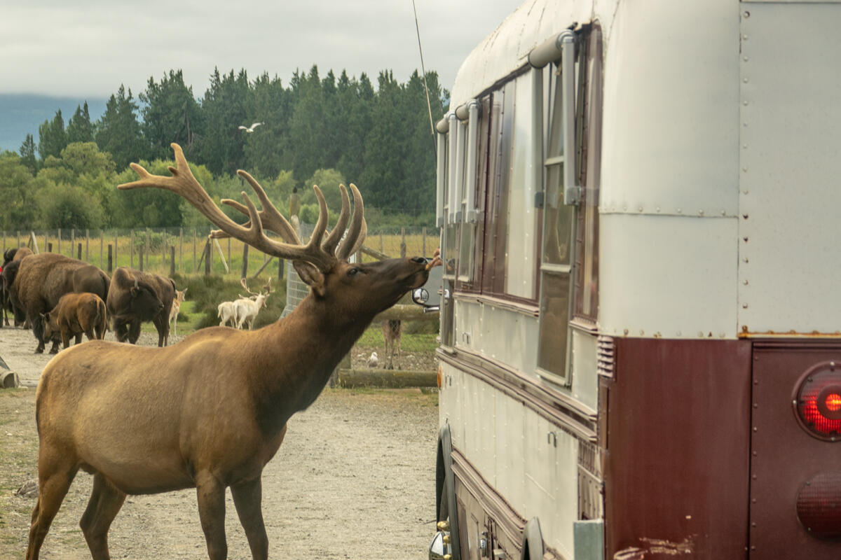 Feeding the Elk form the bus