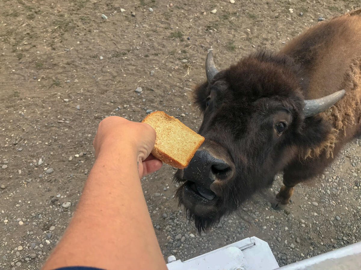 Feeding the bison from the bus