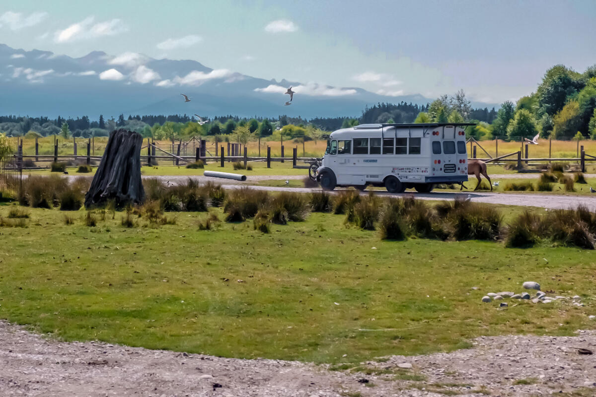 Vicaribus in the Olympic Game Farm