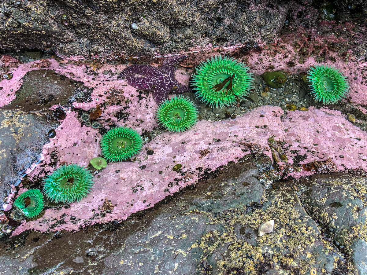 Sea creatures in the Kalaloch tide pools.