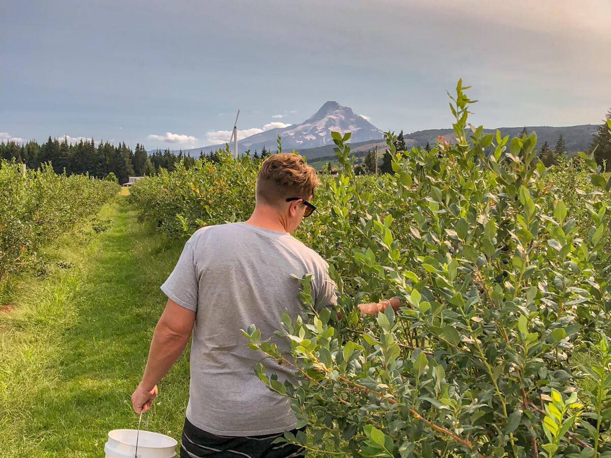 Berry picking with a view